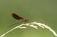 calopteryx_haemorrhoidalis